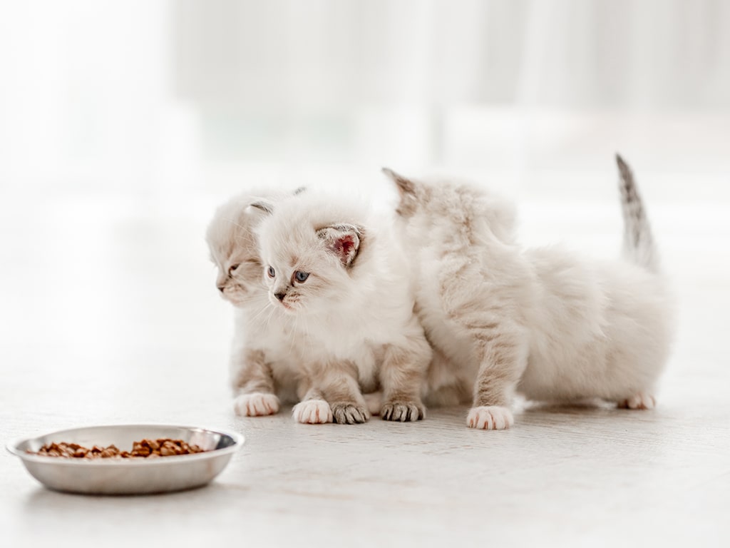 Alimentación gatitos: Guía de alimentación para gatitos | Osimisha
