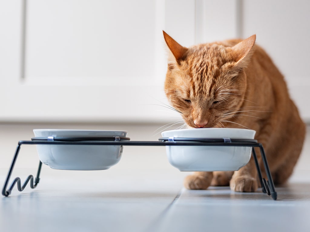 Alimentación del gato adulto: Todo lo que debes saber | Osimisha