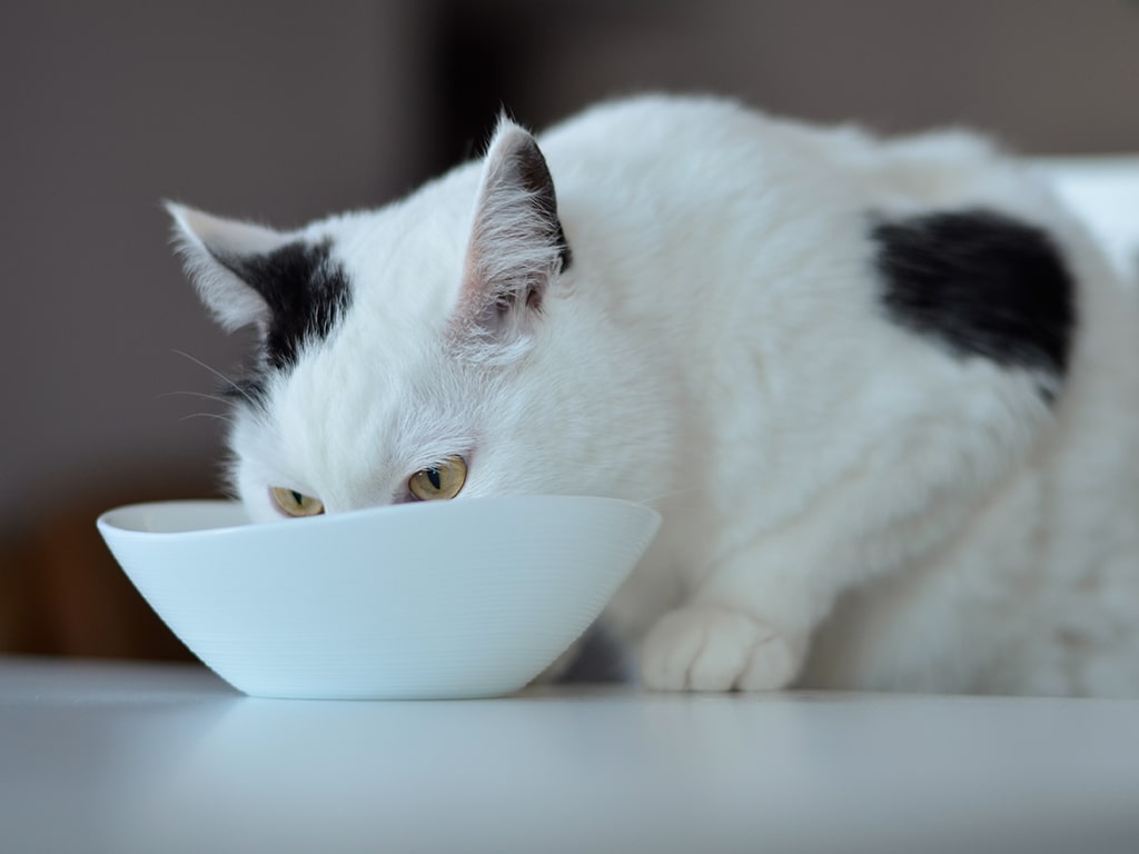 Consejos sobre cómo alimentar a un gato de interior | Osimisha