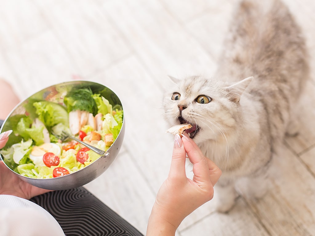 Alimentos peligrosos y tóxicos para los gatos | Osimisha
