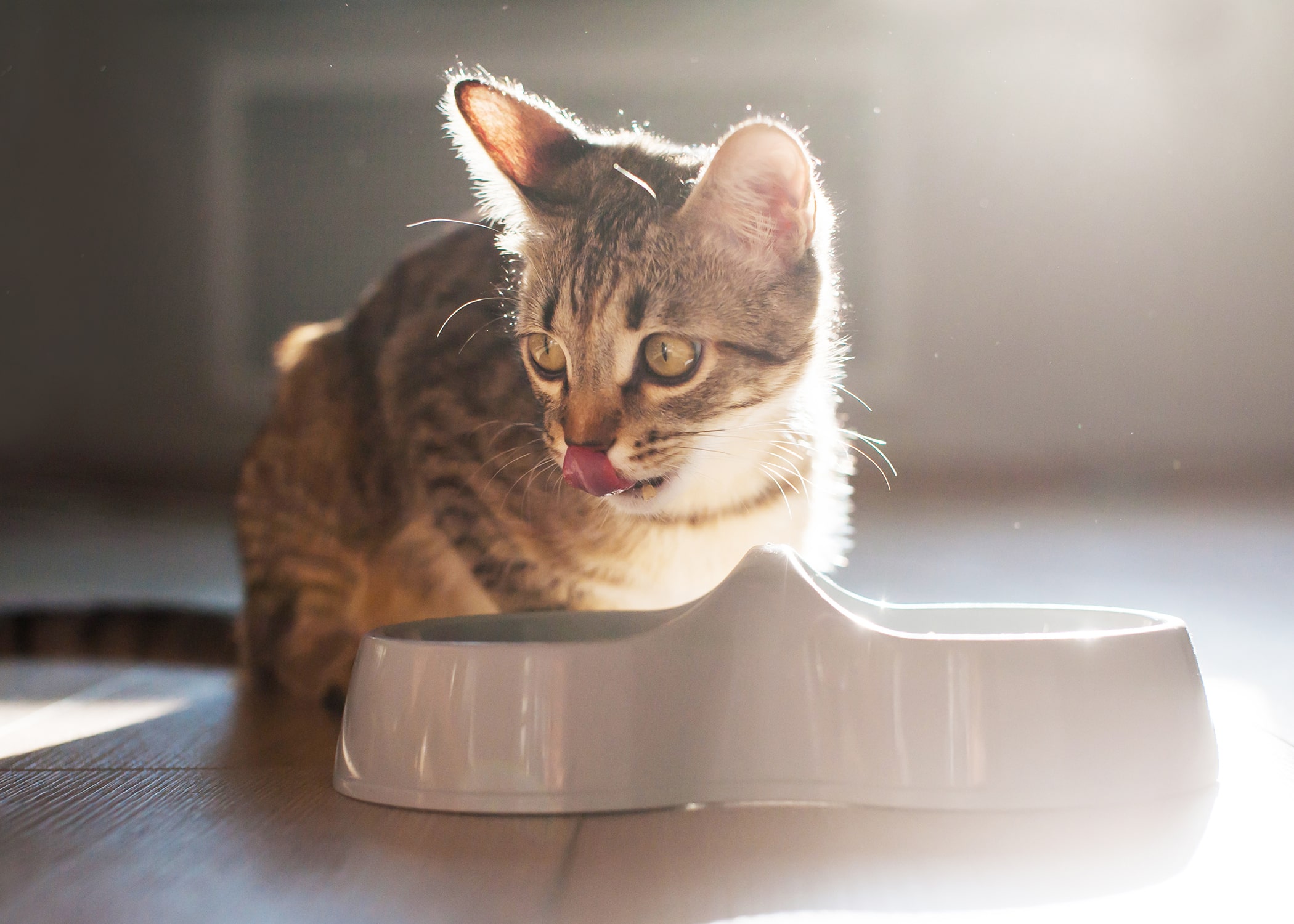 BARF gatos: cómo alimentar a su gato con la dieta BARF | Osimisha