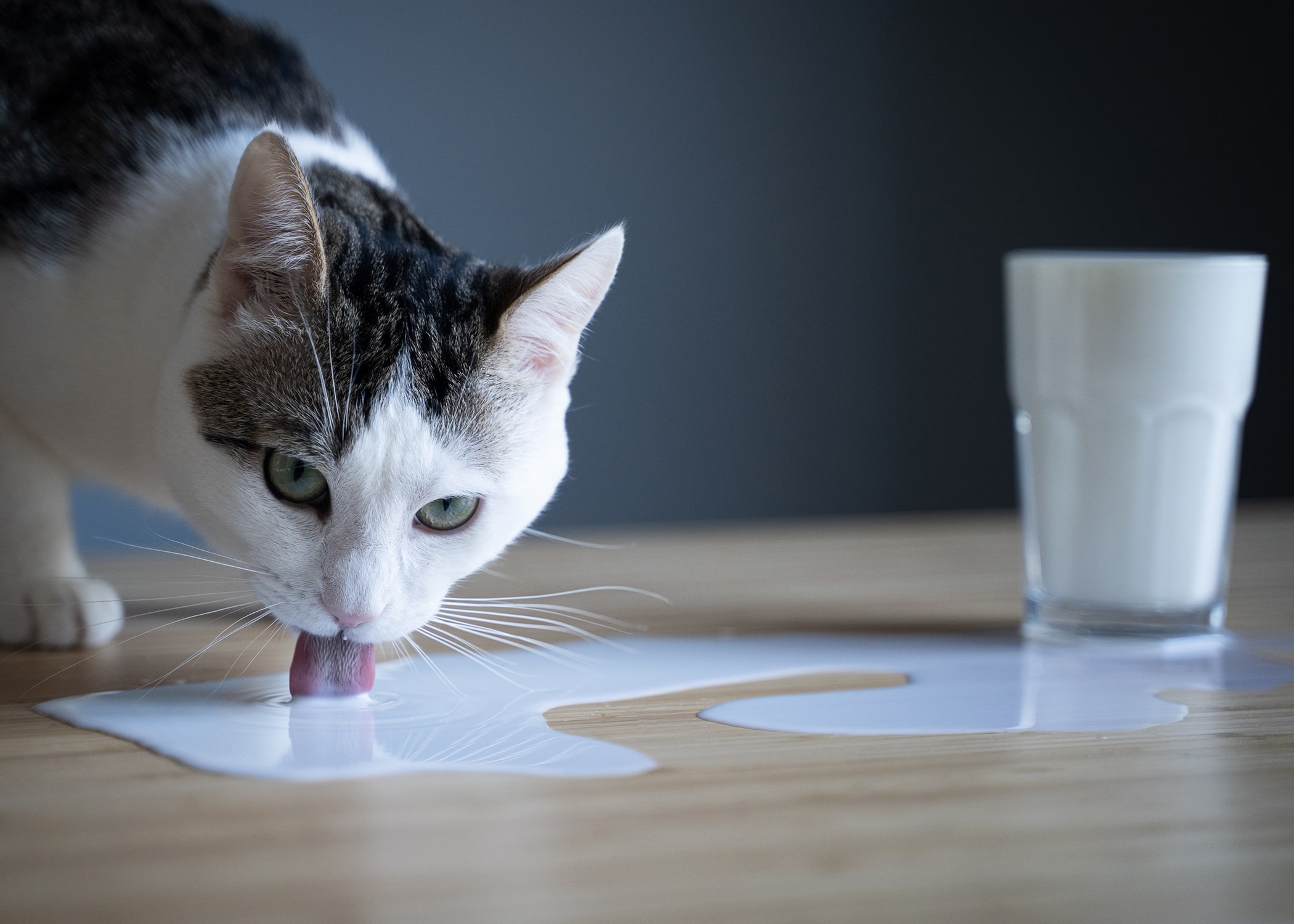 ¿Puedo dar leche a mi gato? todo lo que debes saber | Osimisha