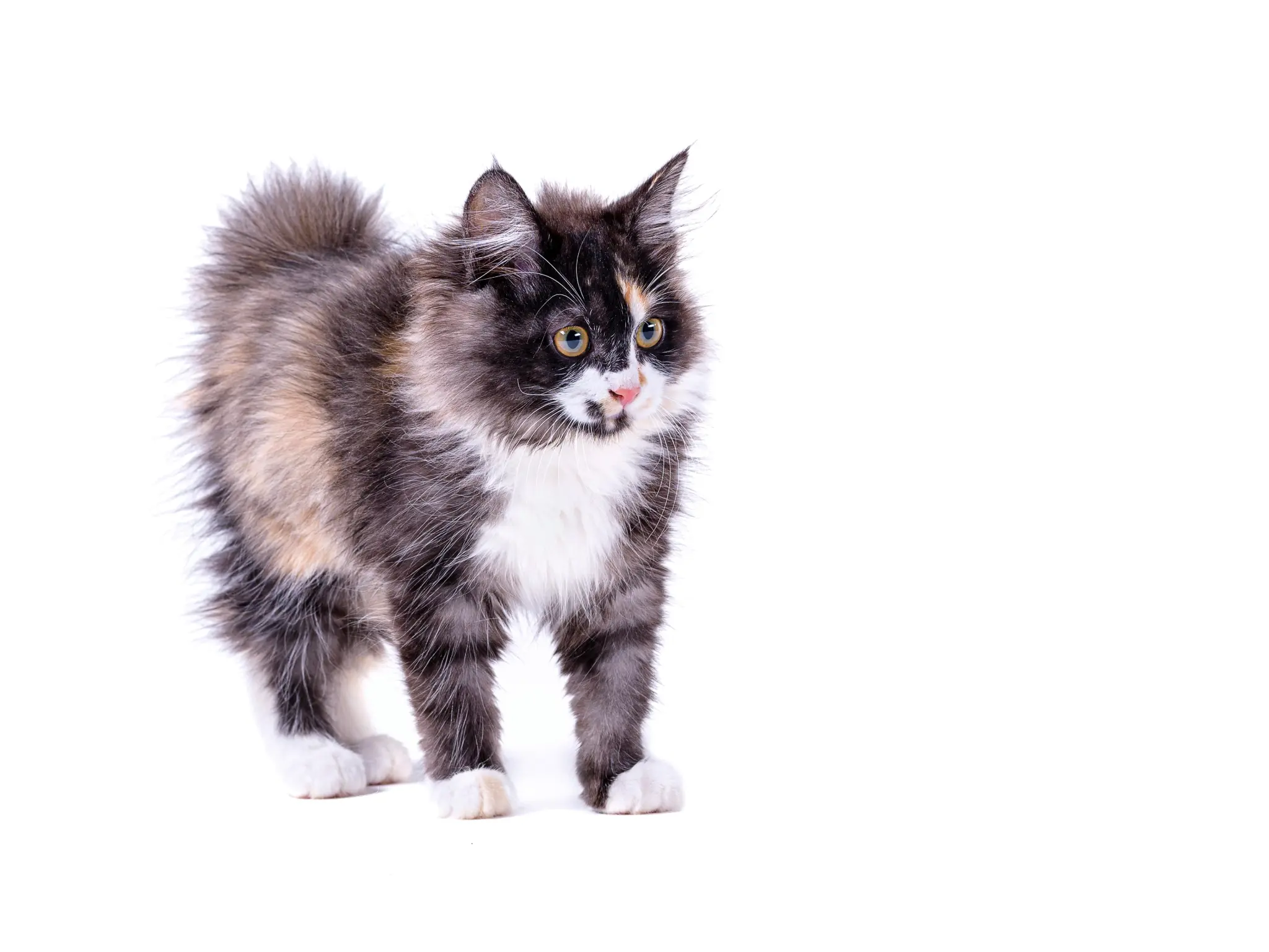 Gato Bobtail Americano: Características, Cuidados y Consejos de Crianza | Guía Completa Osimisha